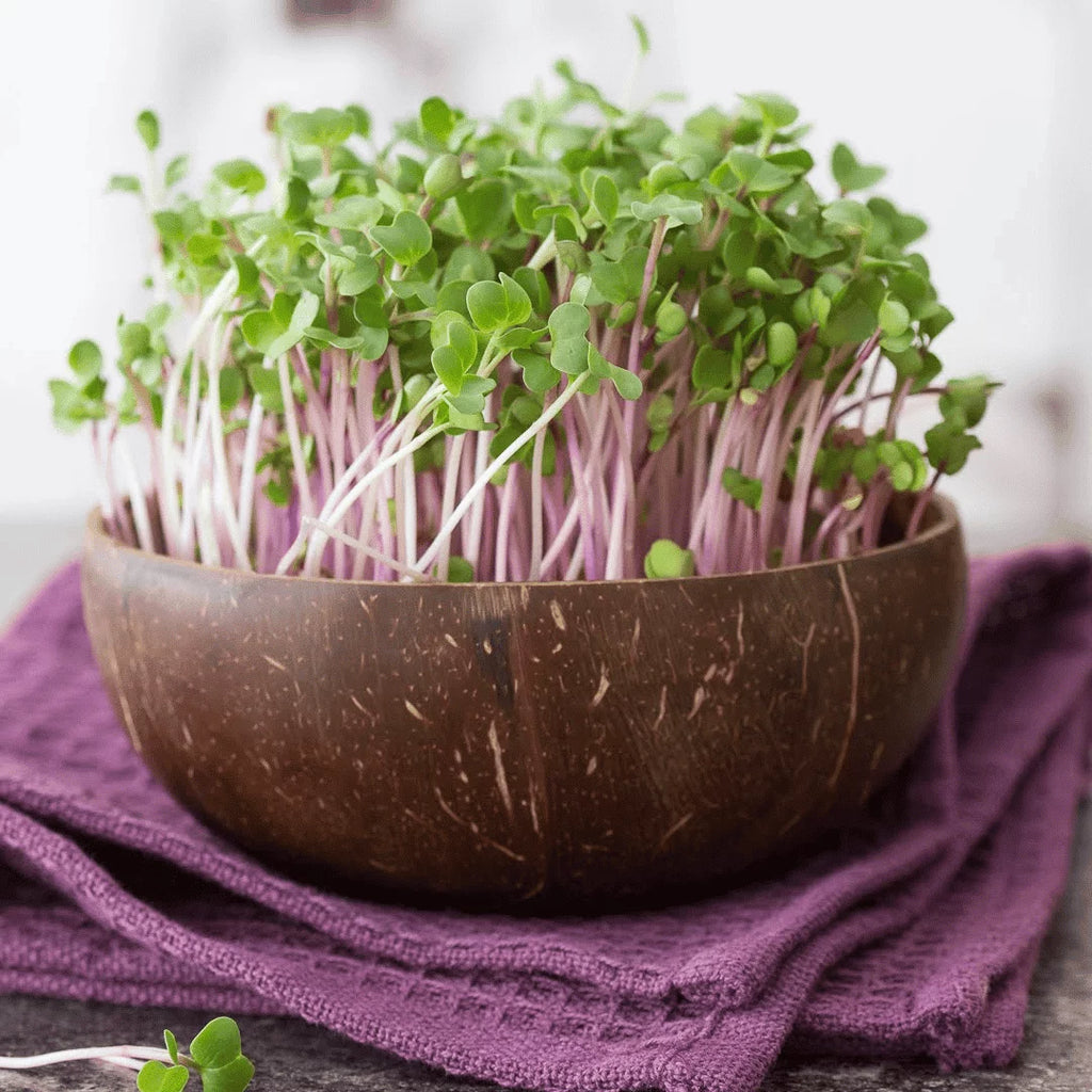 „Grow-Grow Nut“ Starterpaket – Dein plastikfreies Microgreen-Anbau-Set für die Fensterbank