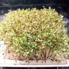 Erntereifen Alfalfa Microgreens dicht gesät auf einer Anzuchtschale mit feinmaschigem Gitter.
