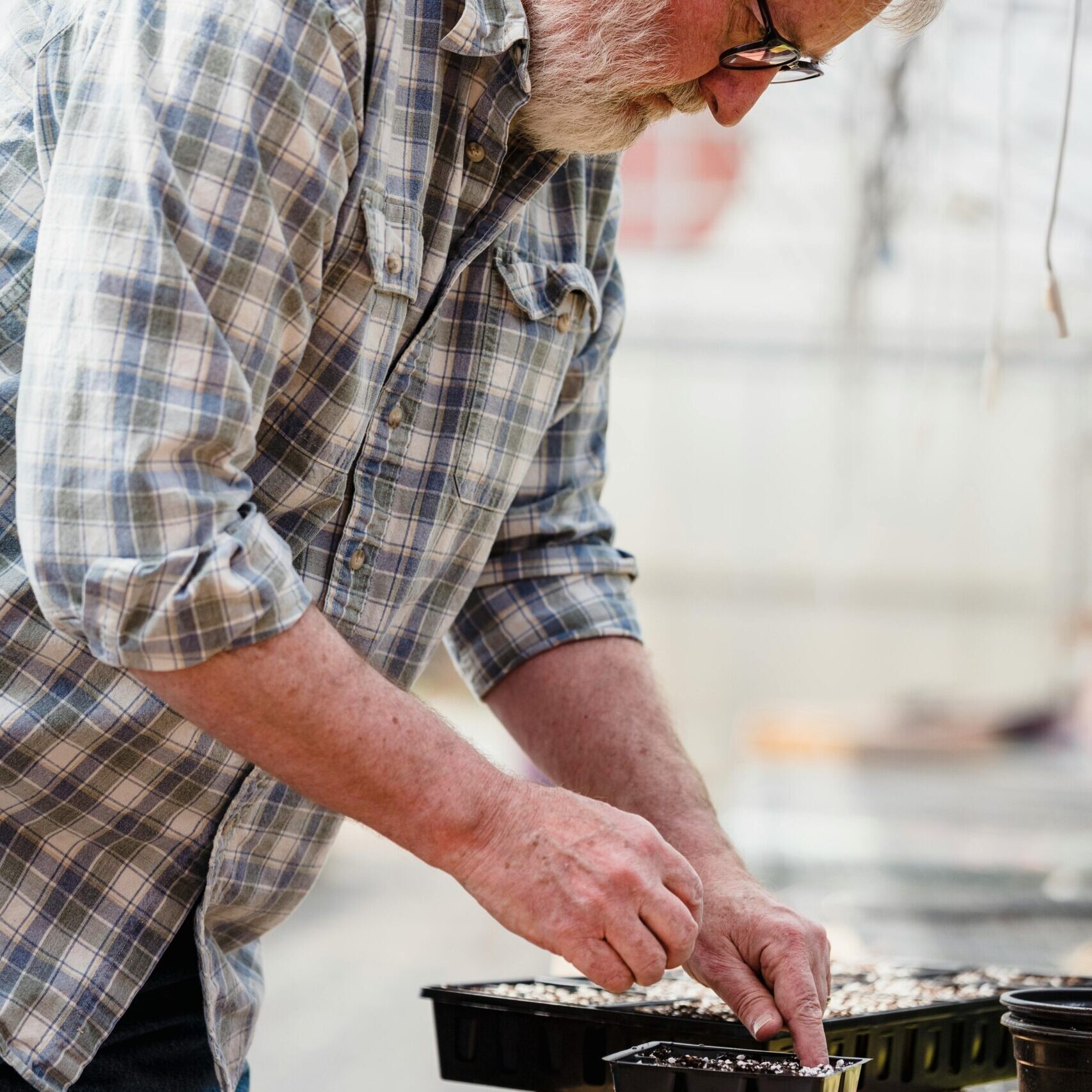Ein Mitarbeiter am Säen von Samen in Anzuchtgefässe